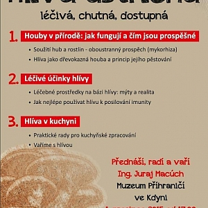 Hlíva ústřičná  - léčivá, chutná, dostupná