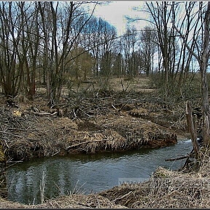 Pohled přes říčku Koubu (tekoucí do Bavorska), na levém břehu stával mlýn, který zmizel beze stopy.