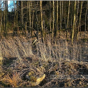 Pohled na zbytky sutin po jednom ze dvou stavení u Spáleneckého potoka.