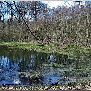 Dolní rybník při cestě k Oslímu Mlýnečku s pohledem vpřed na lokalitu zaniklé vsi.