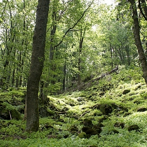 Dlouhý vrch - přírodní rezervace