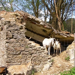 Černořecká Huť (Sophienhütte)