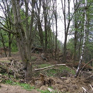 Černořecká Huť (Sophienhütte)