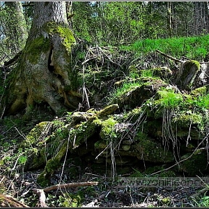 Pozůstaky základů po usedlosti nad cestou.