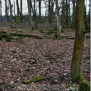 Pozůstatky po osadě.